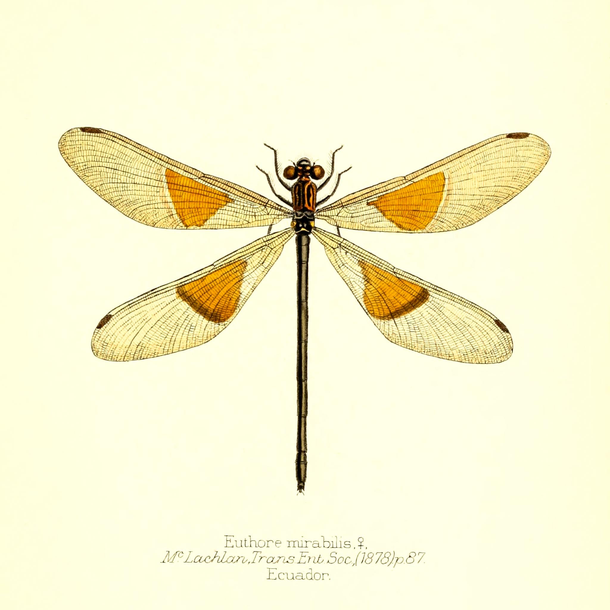 Euthore Mirabilis (female)