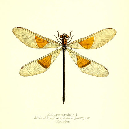 Euthore Mirabilis (female)