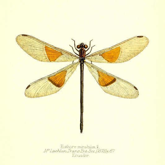 Euthore Mirabilis (female)
