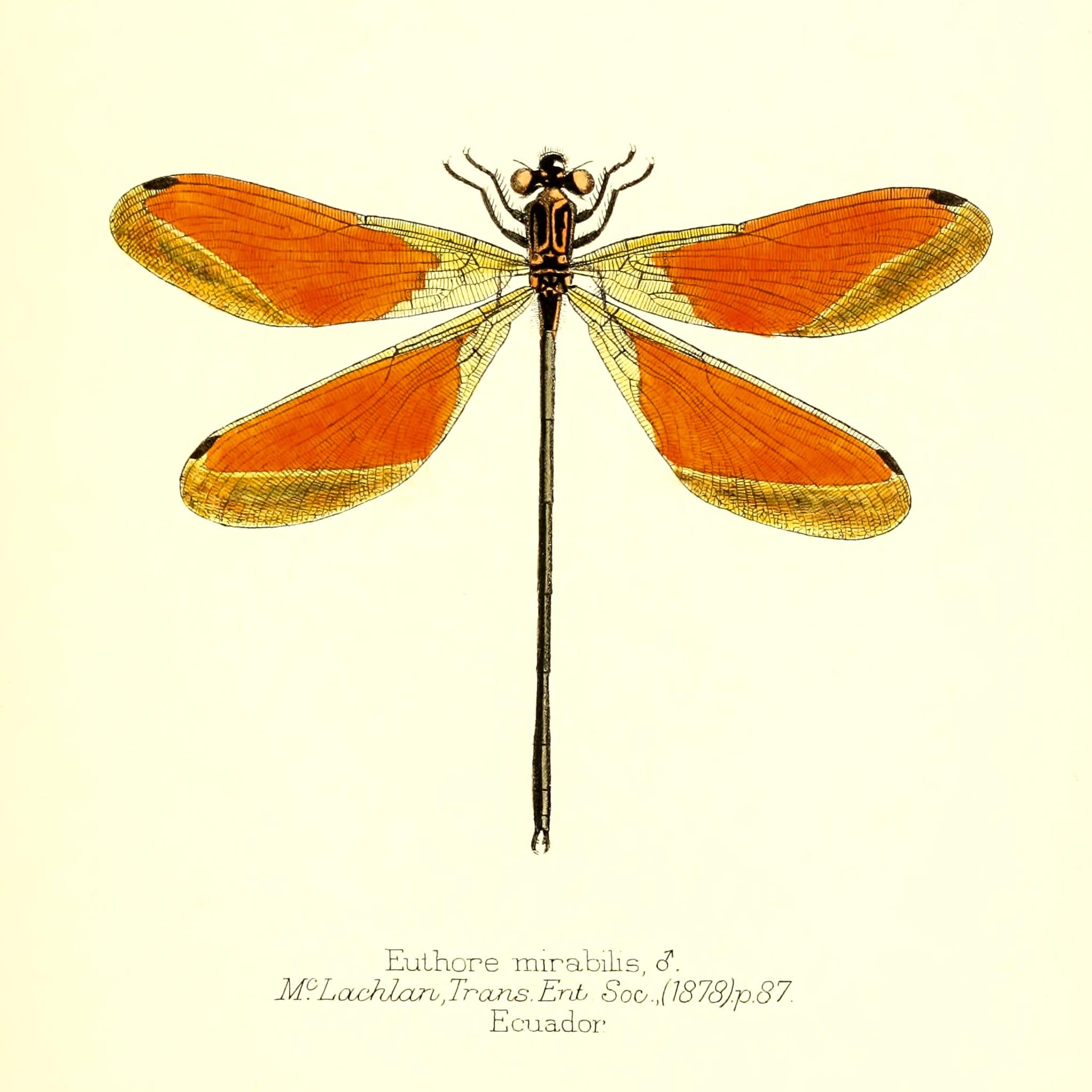 Euthore Mirabilis (male)