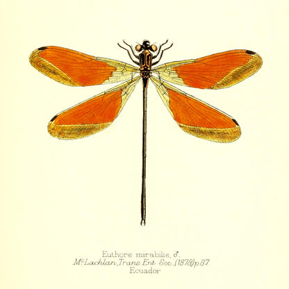 Euthore Mirabilis (male)