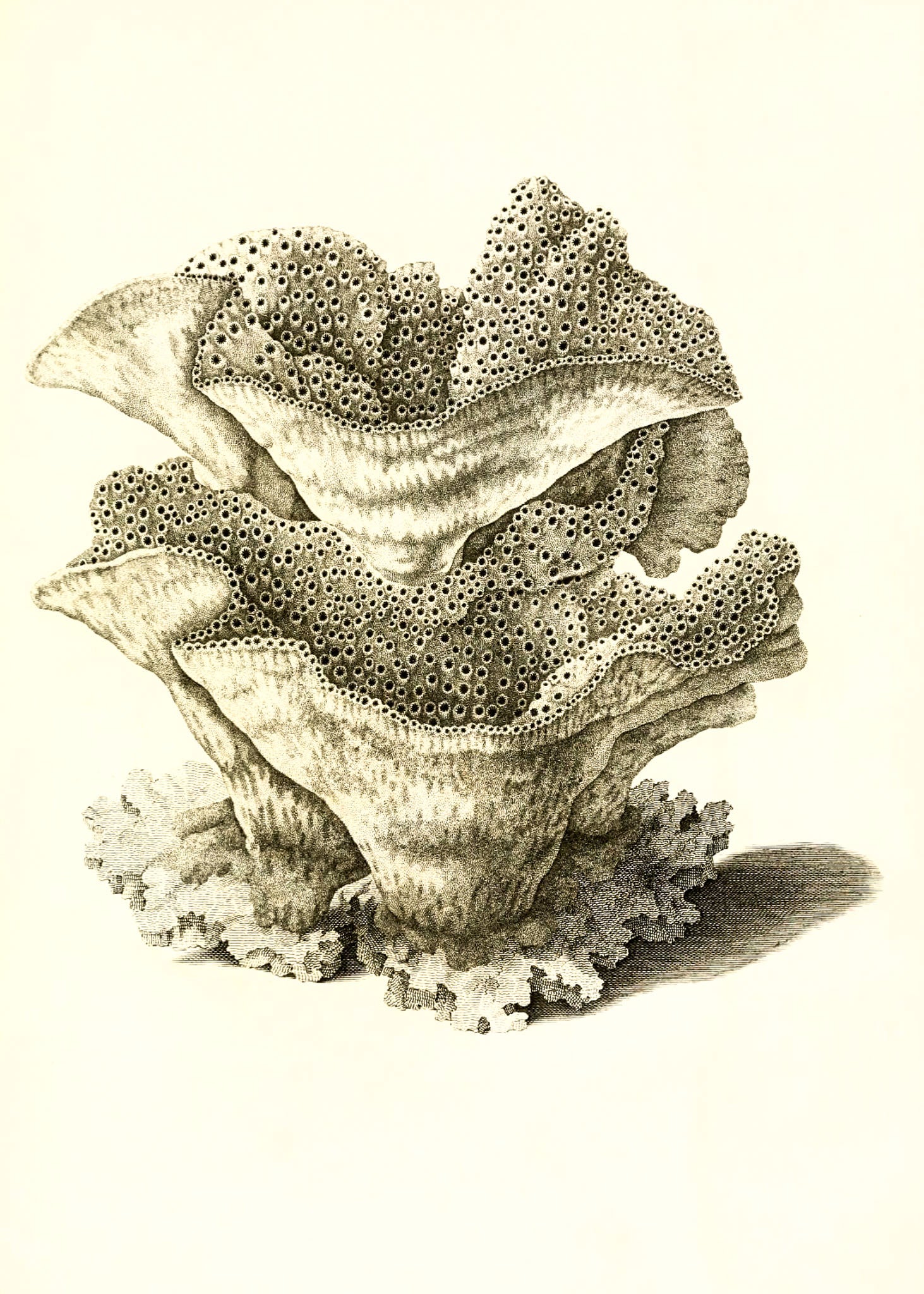 Explanaria mesenterina