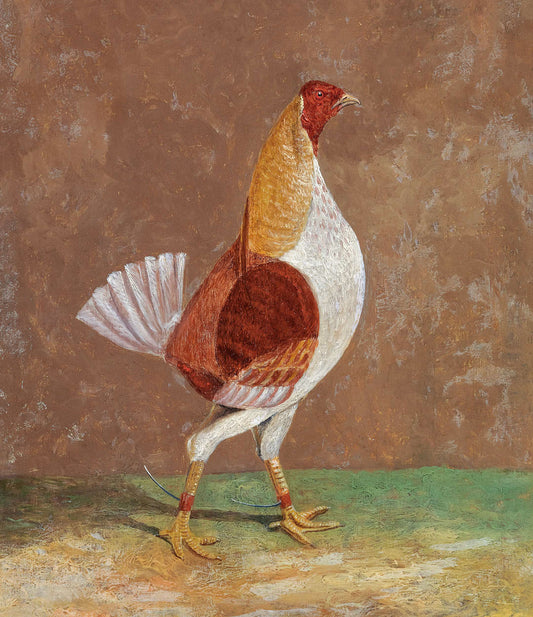 Fighting Cock (1)
