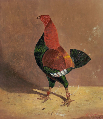 Fighting Cock (2)