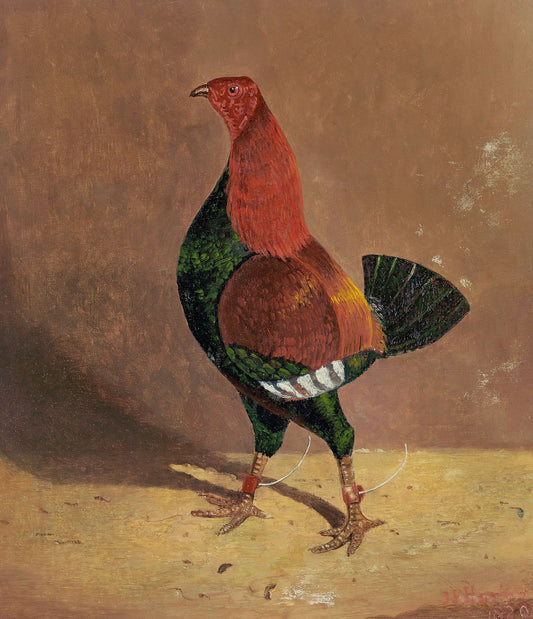 Fighting Cock (2)