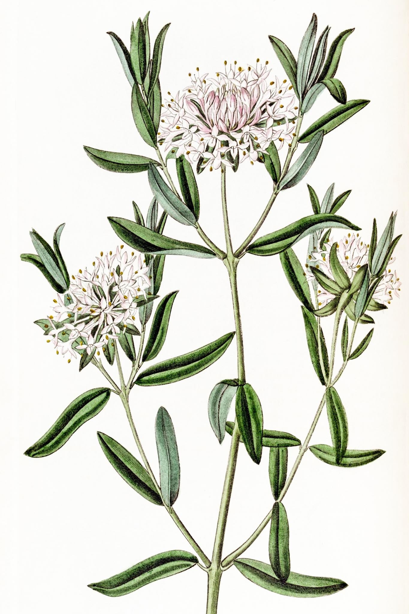 Forest Pimelea