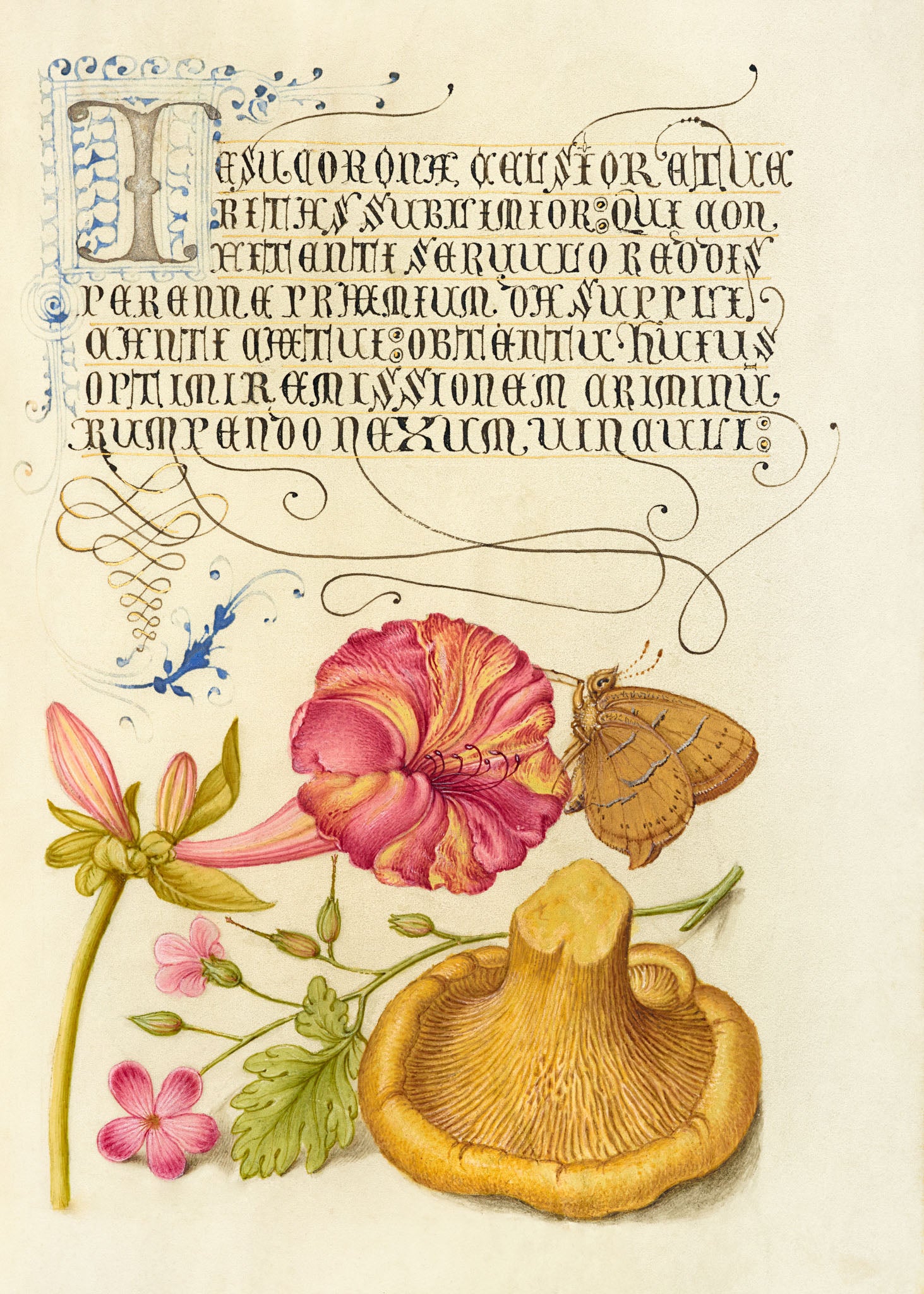 Four-o’Clock, Brown Hairstreak, Herb Robert, and Chanterelle