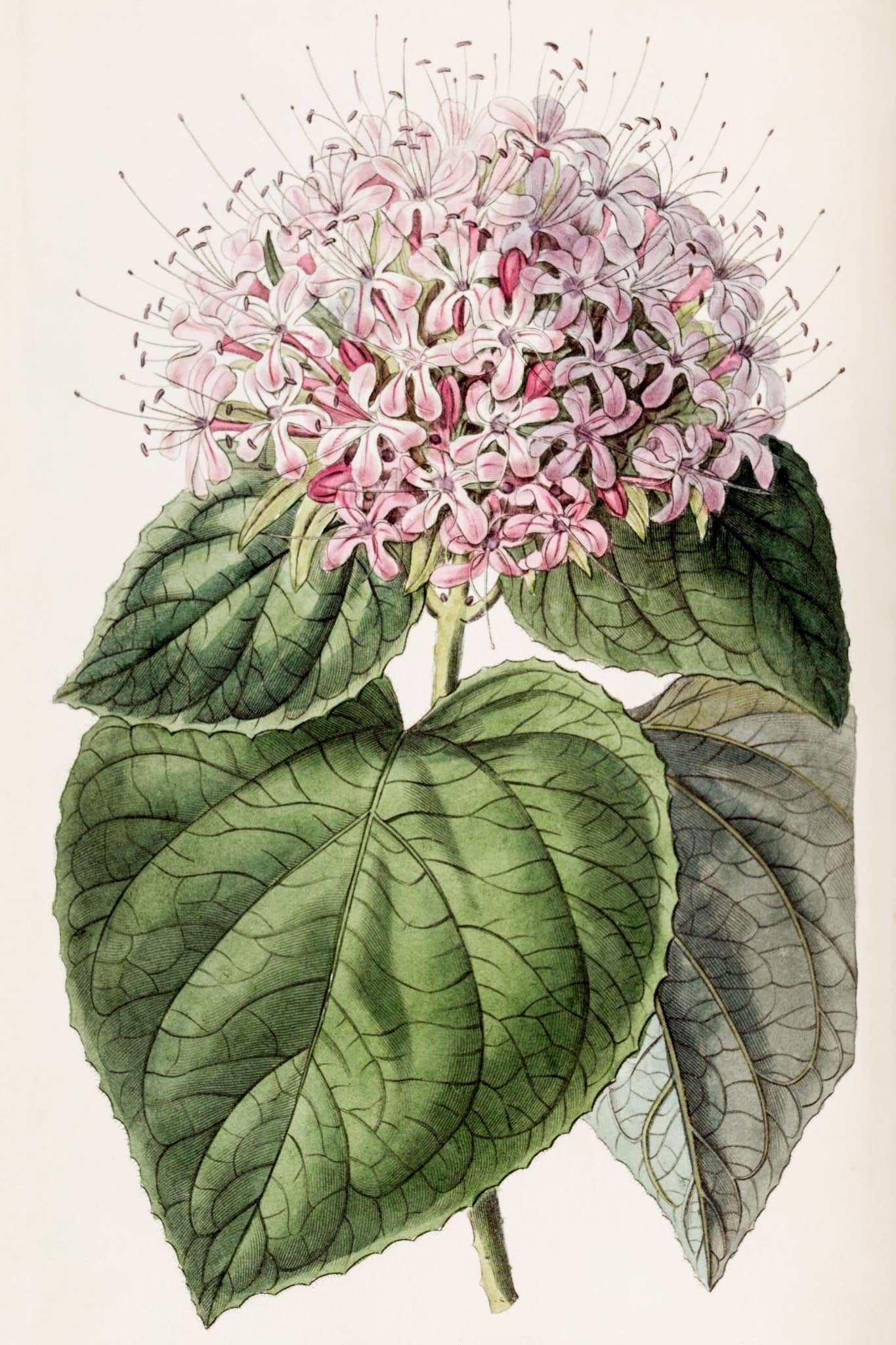 Fragrant Clerodendron