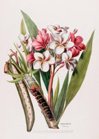Frangipanier (Plumeria)