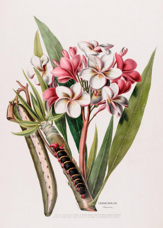 Frangipanier (Plumeria)