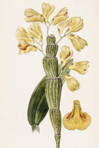 Furrowed Dendrobium