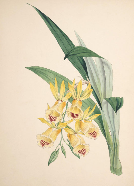 Galeandra Baueri Var Floribus Luteis