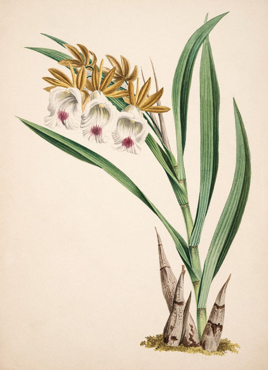Galeandra Nivalis