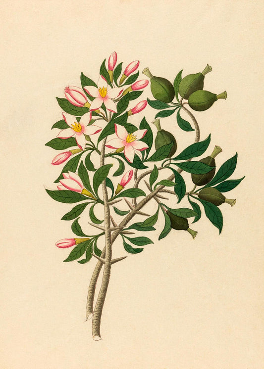 Gardenia Nov. Sp. (Hyperacanthus Amoenus)