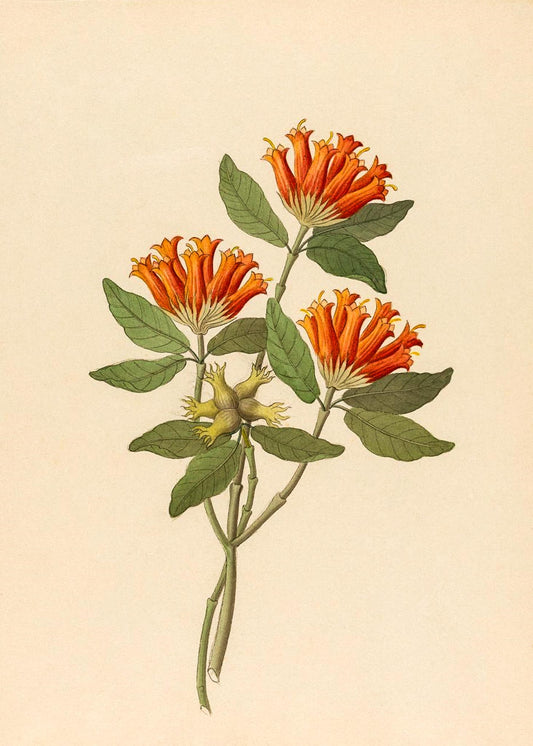 Gardenia Nova.Sp. (Burchellia Bubalina)