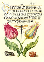 Gesner’sTulip, Ichneumon Fly, Kidney Bean, and Scarlet Runner Bean