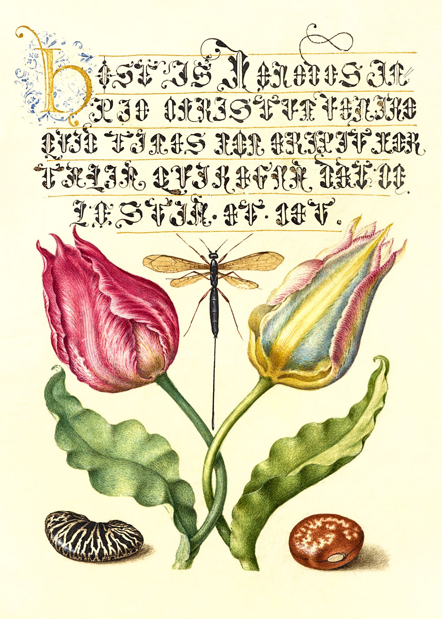 Gesner’sTulip, Ichneumon Fly, Kidney Bean, and Scarlet Runner Bean