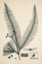 Gleichinia Immersa