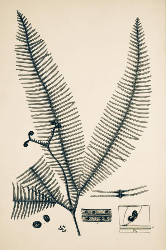 Gleichinia Immersa