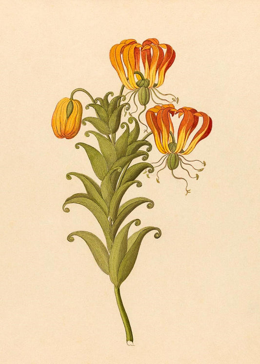 Gloriosa (Gloriosa Superba)