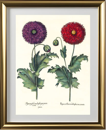 Lacy double-flowered garden poppies