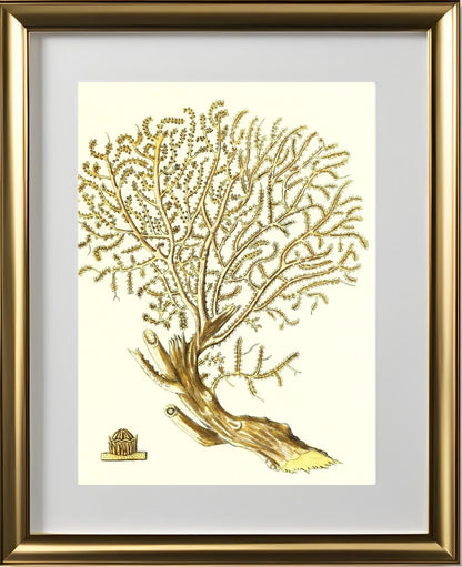 Gorgonia placomus 2
