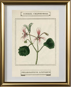 Sorrel Cranes-Bill