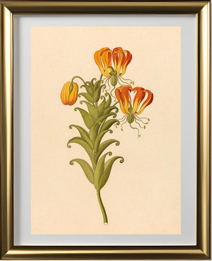 Gloriosa (Gloriosa Superba)