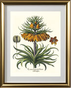 Two-tiered crown imperial fritillary with open flower