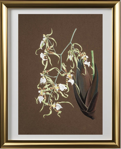 Oncidium Phymatochylum