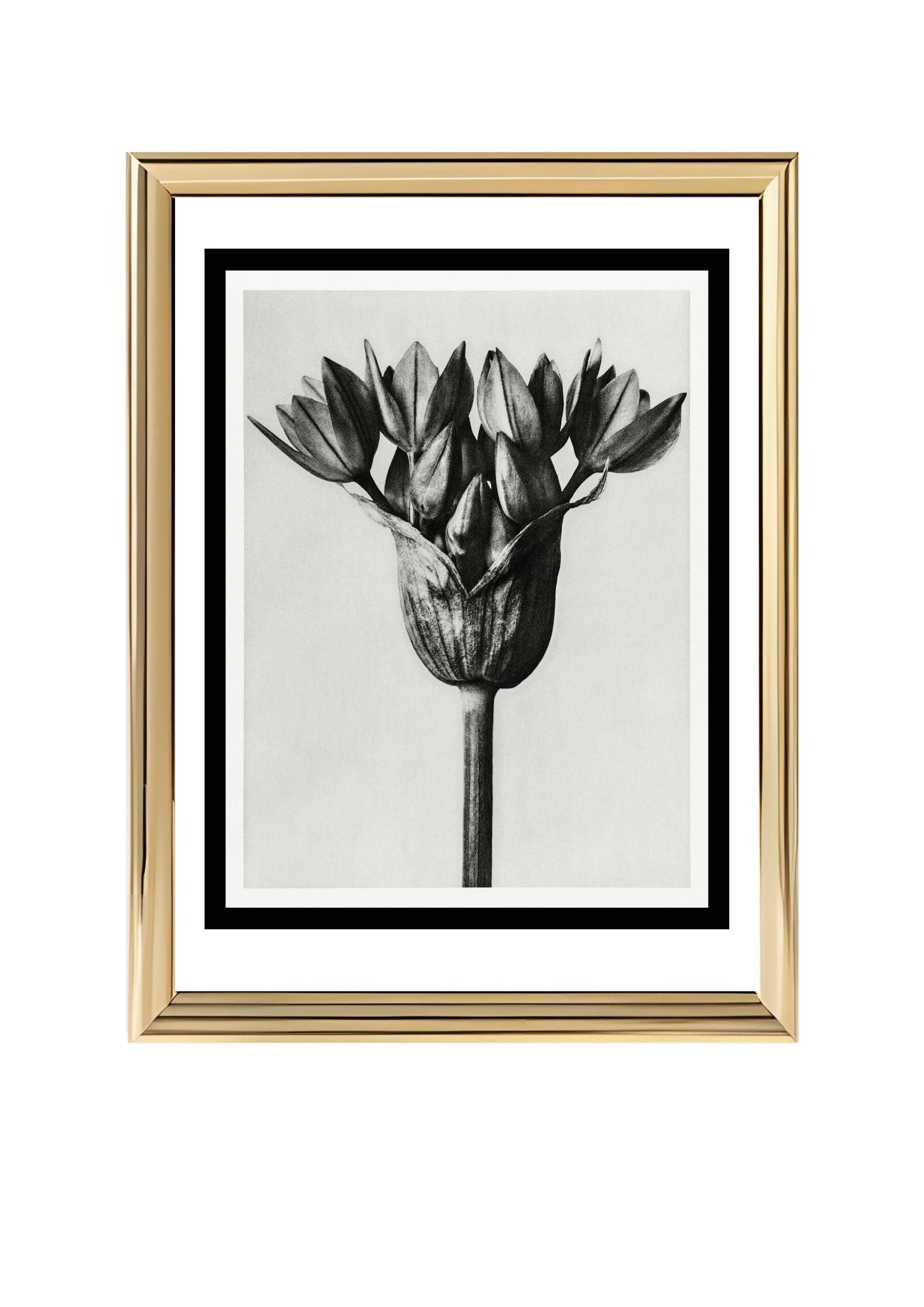 Allium Ostroroskianum (Ornamental Onion)