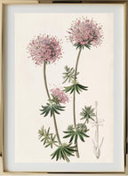 Long-styled Crucianella