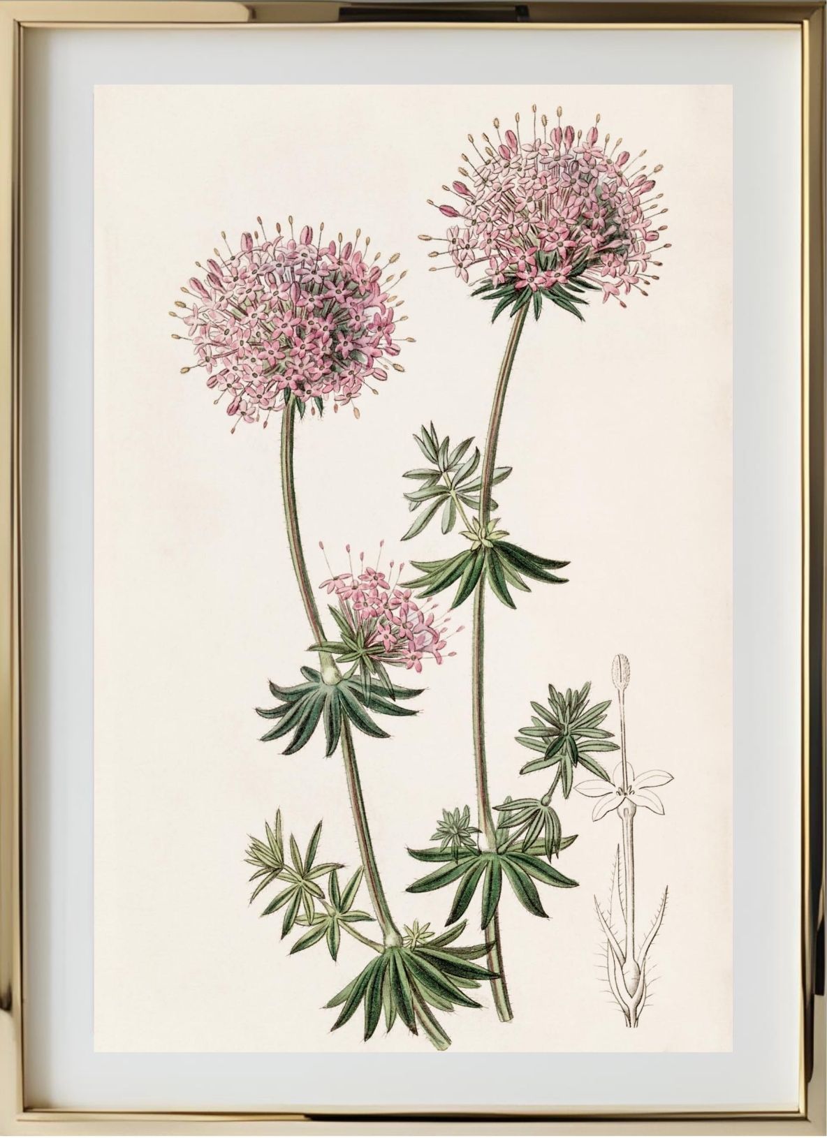 Long-styled Crucianella