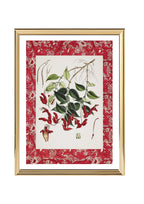 Aeschynanthus Peelii