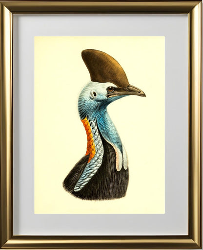 Casuarius Casuarius Intensus