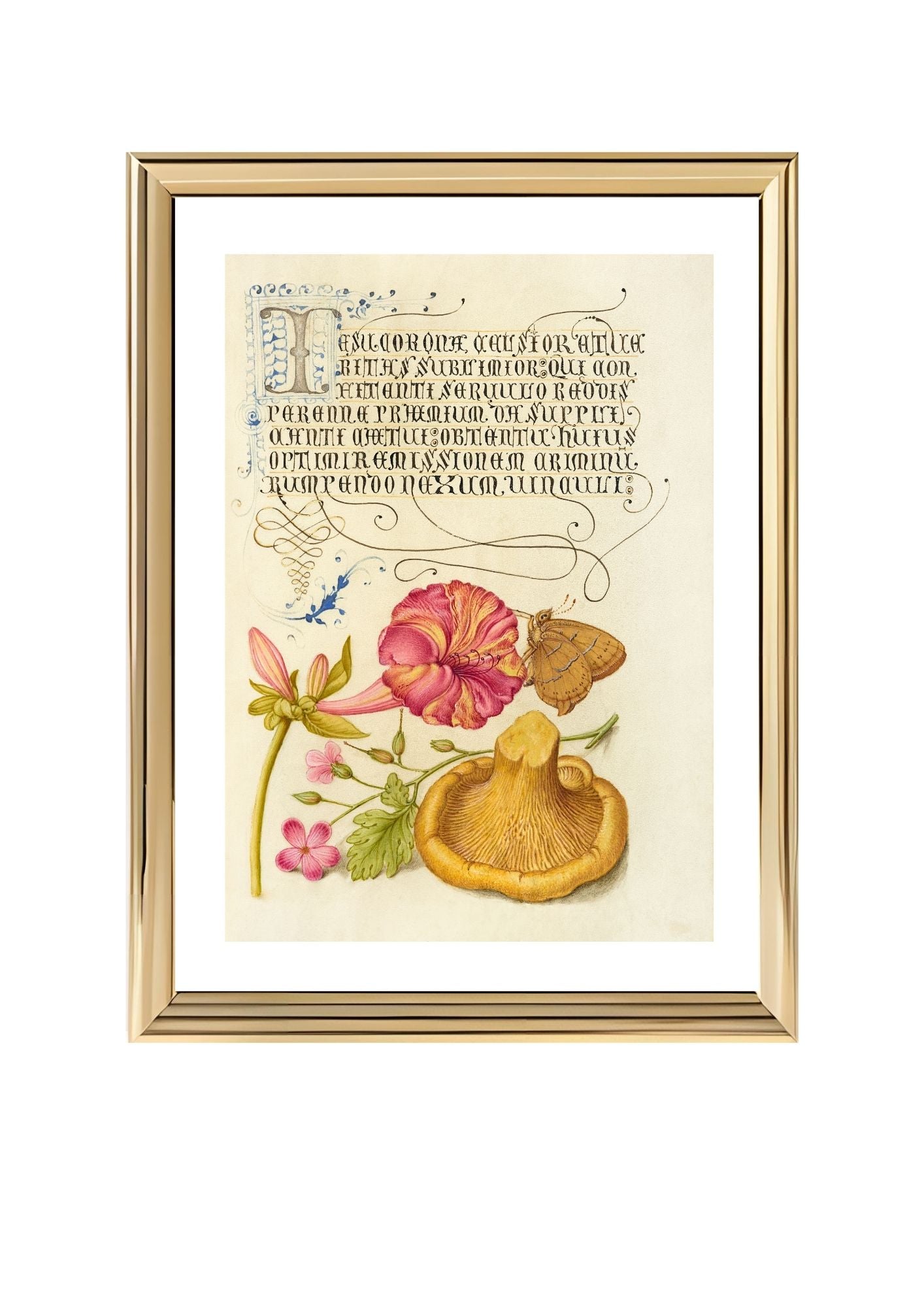 Four-o’Clock, Brown Hairstreak, Herb Robert, and Chanterelle