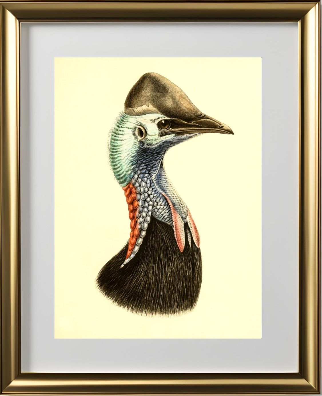 Casuarius Casuarius Salvadorii