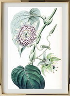 Strapped Passion-flower