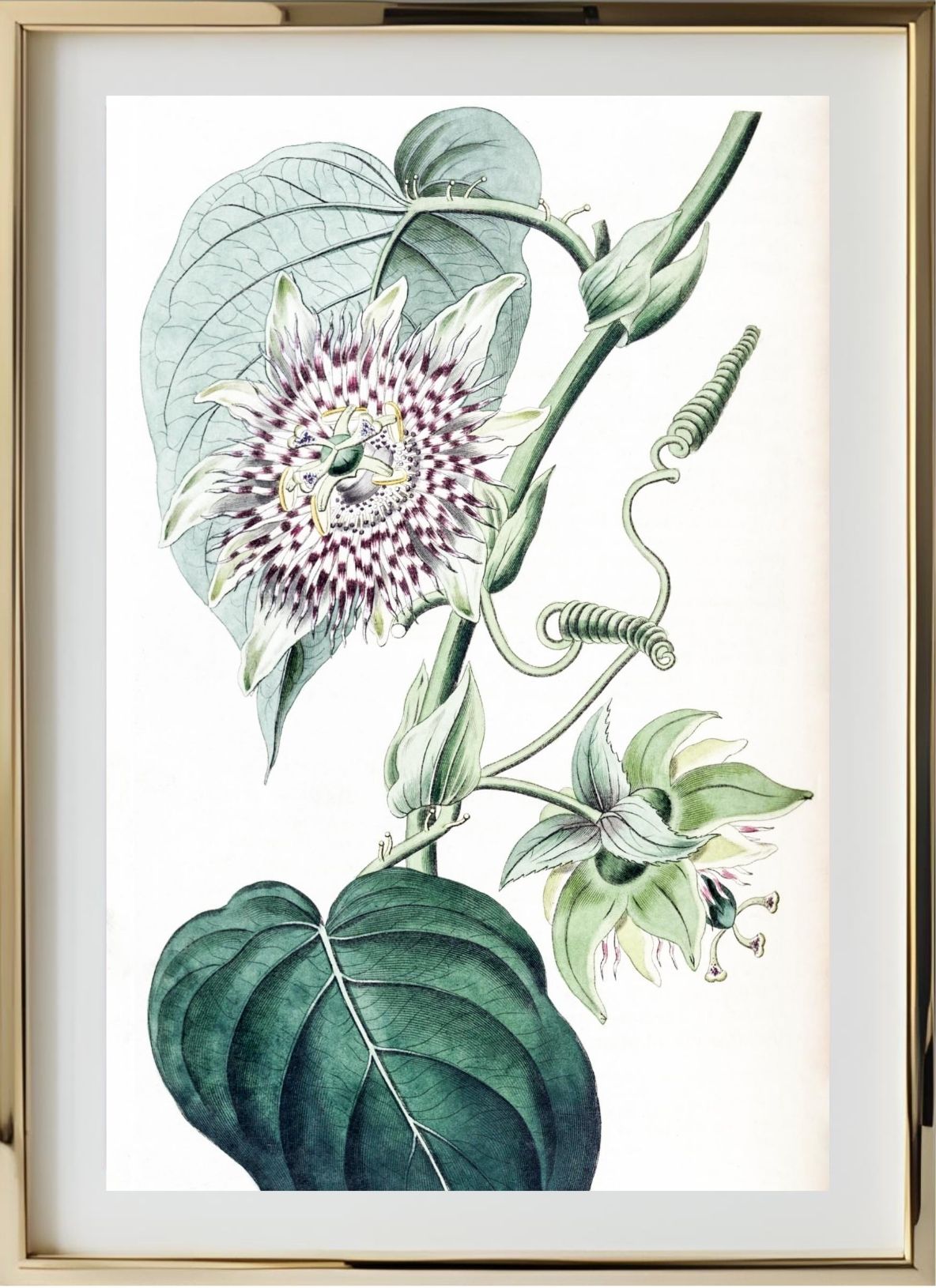 Strapped Passion-flower