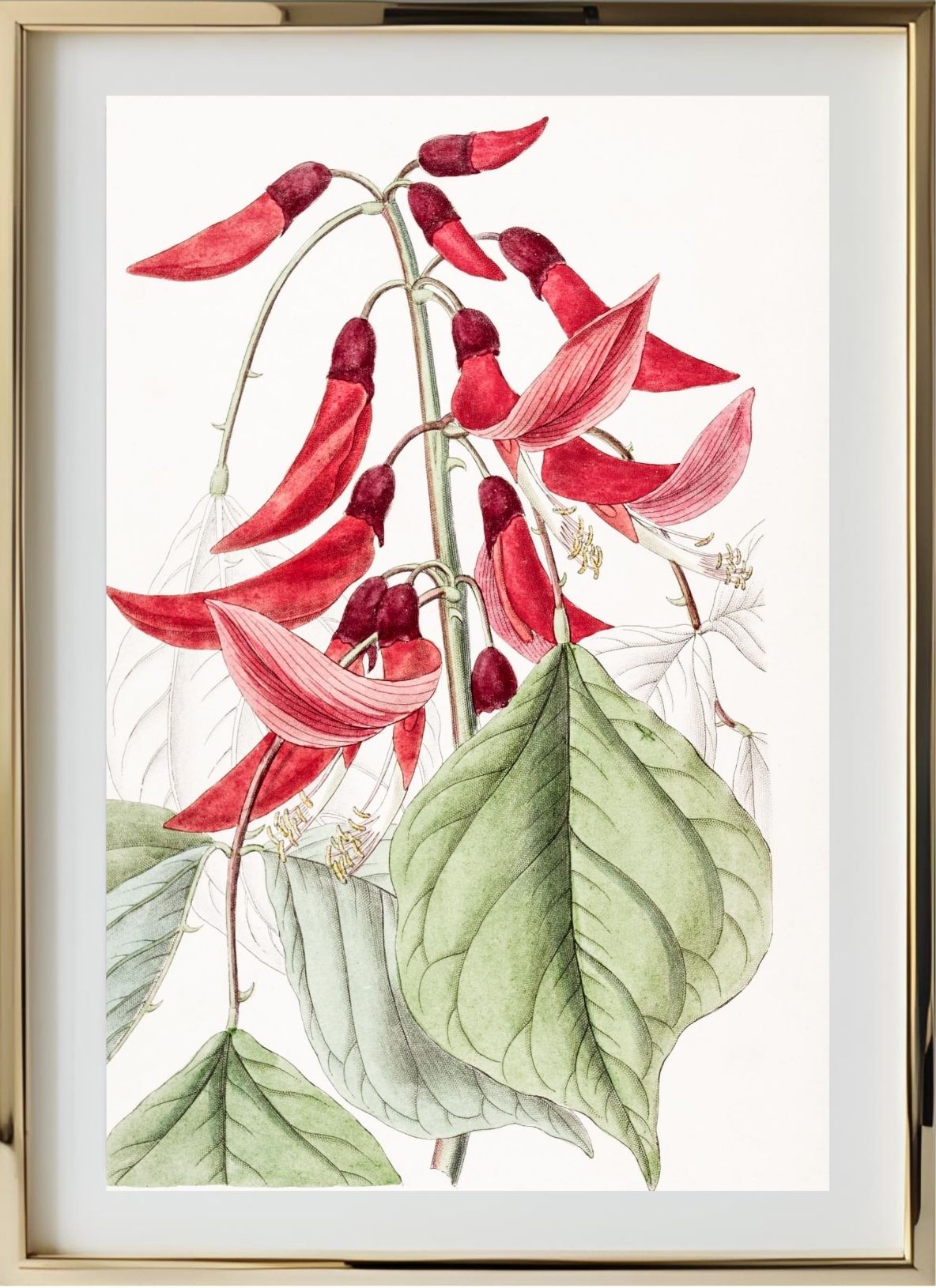 Mr. Bidwill's Erythrina