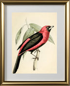 Black-Masked Tanager