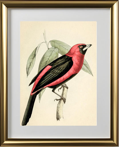 Black-Masked Tanager