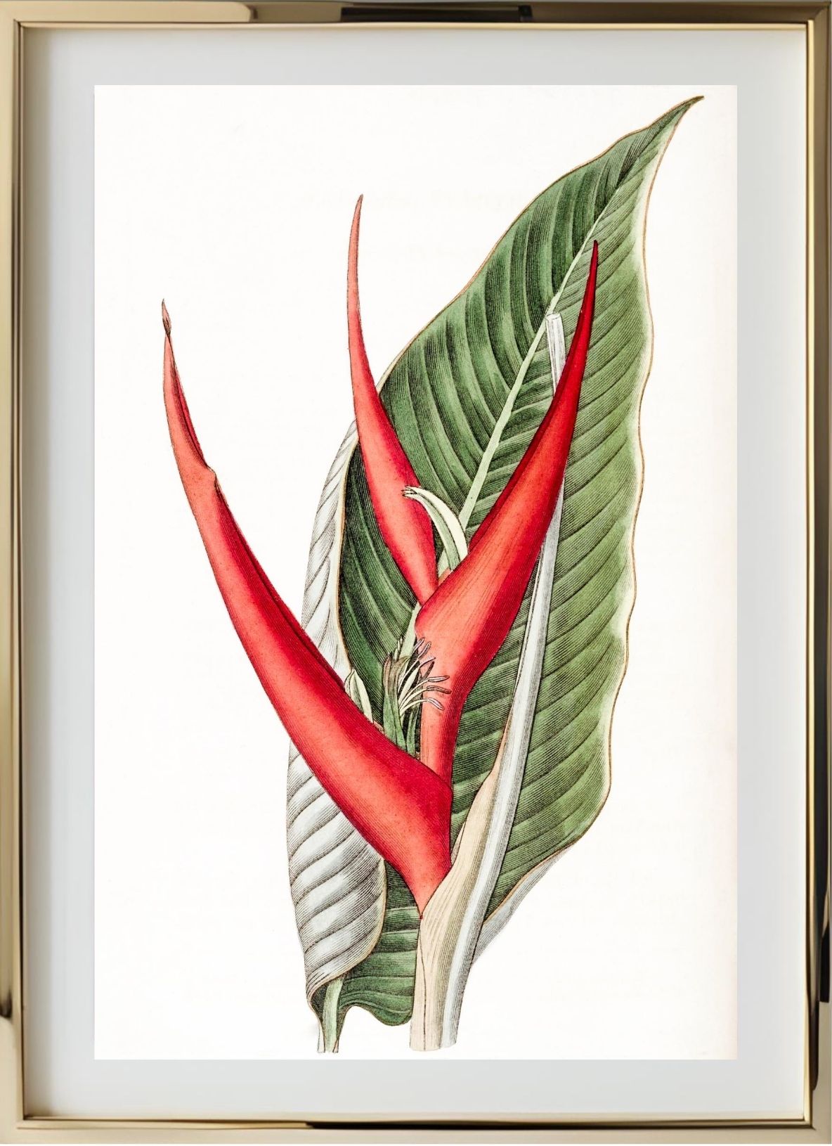 Powdered Heliconia