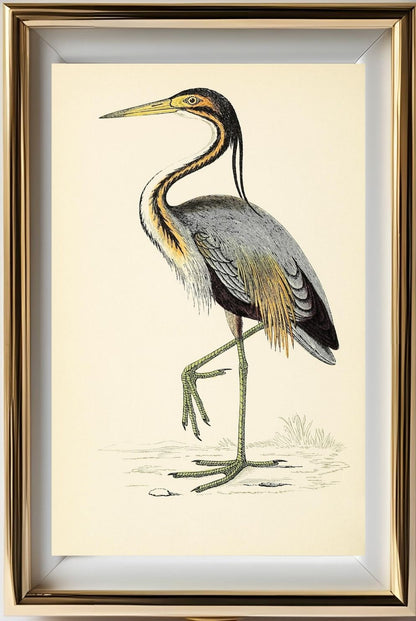 Purple Heron