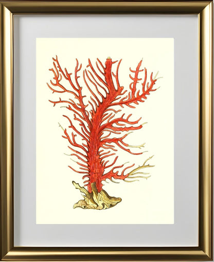 Gorgonia palma