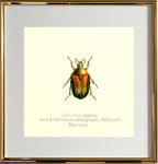 Coptomia Oplalina
