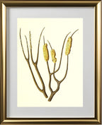Gorgonia dichotoma