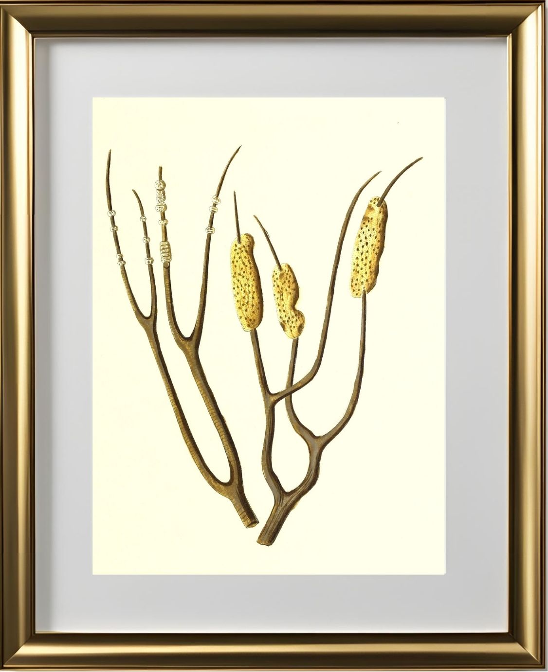 Gorgonia dichotoma