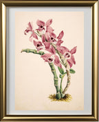 Dendrobium Parishii