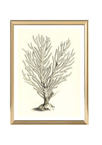 Gorgonia palma
